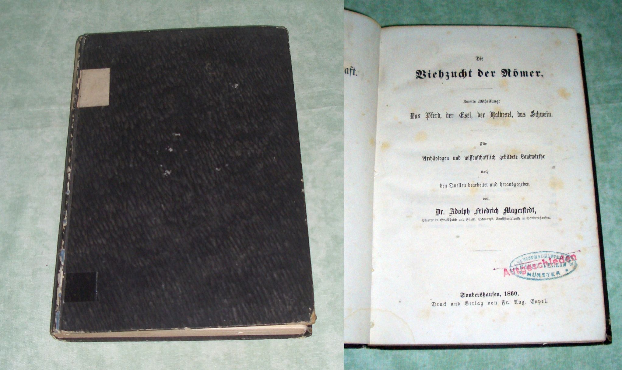 Magerstedt, Viehzucht